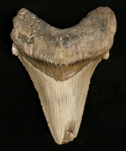 / Angustidens Tooth - Pre Megalodon #5419